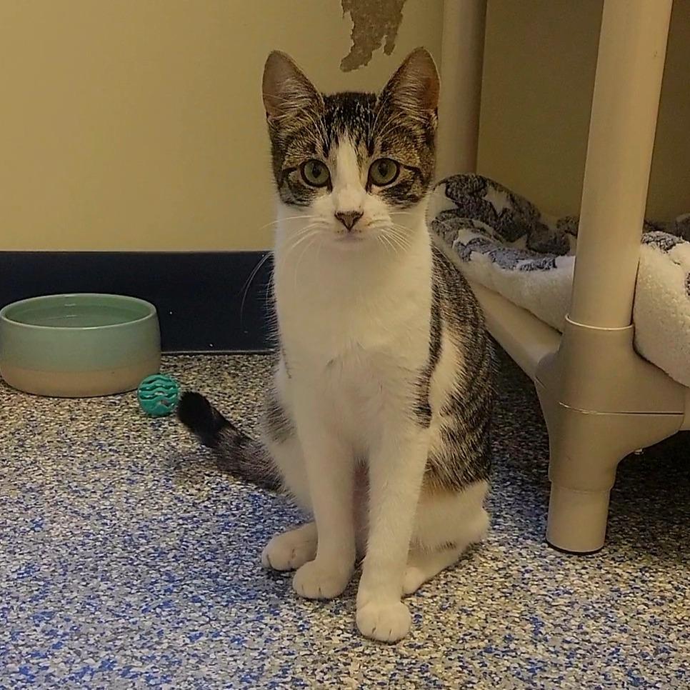 Candy, a Adoptable Domestic Short Hair in Port Townsend, WA image 1/2