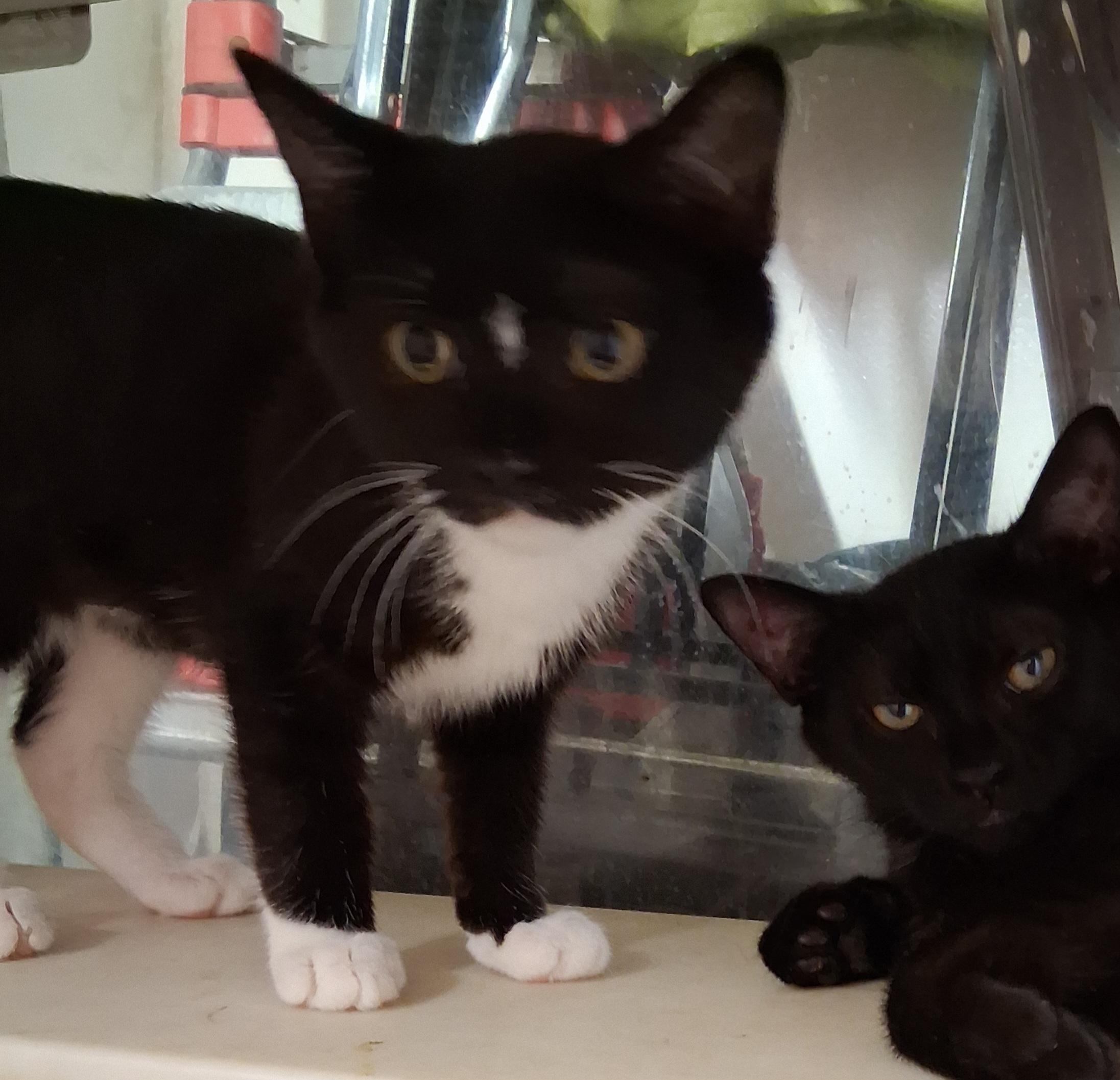 Bonnie and Clyde, ADOPTABLE, Kitten Male Domestic Short Hair.