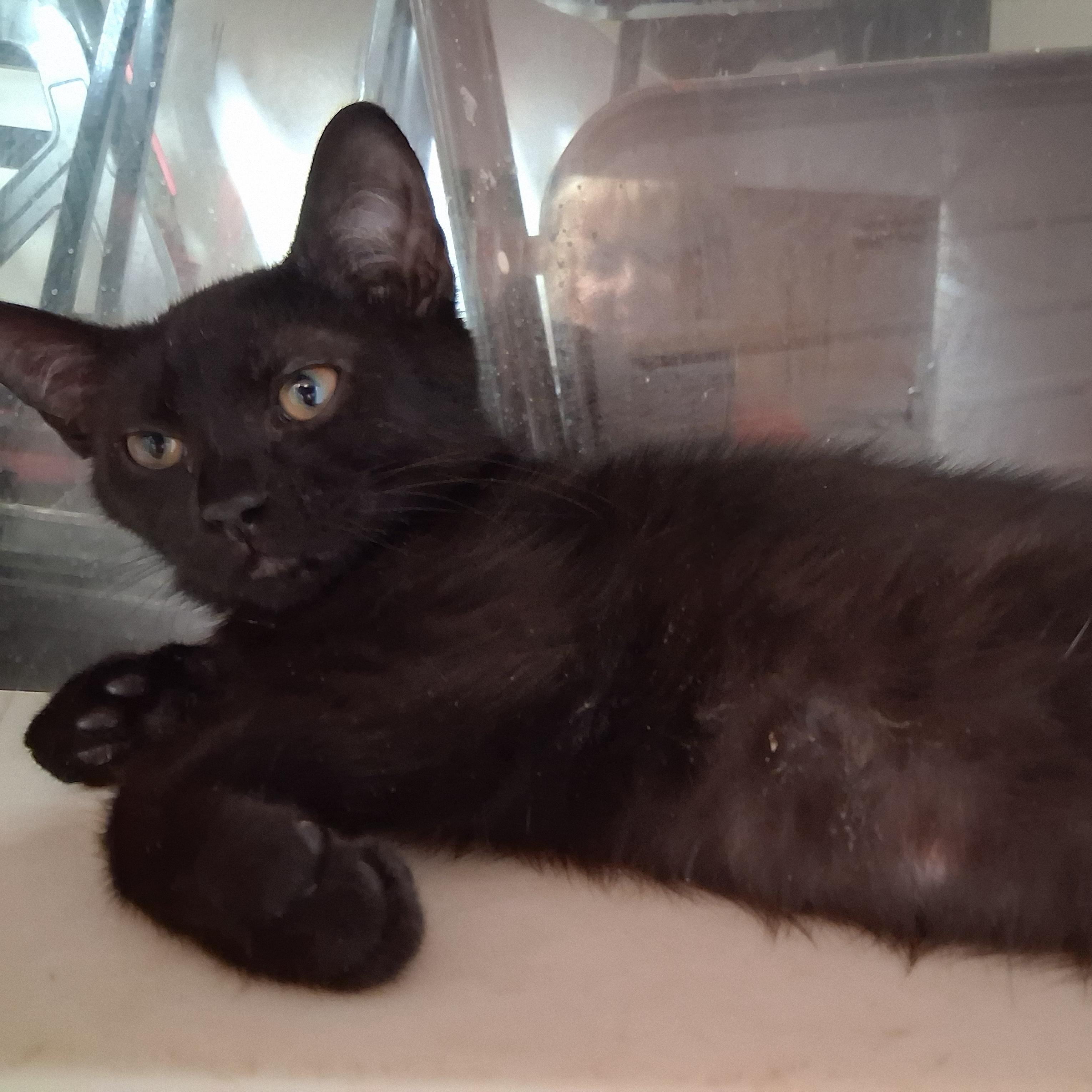 Bonnie and Clyde, a ADOPTABLE Domestic Short Hair in Bear, DE image 3/3