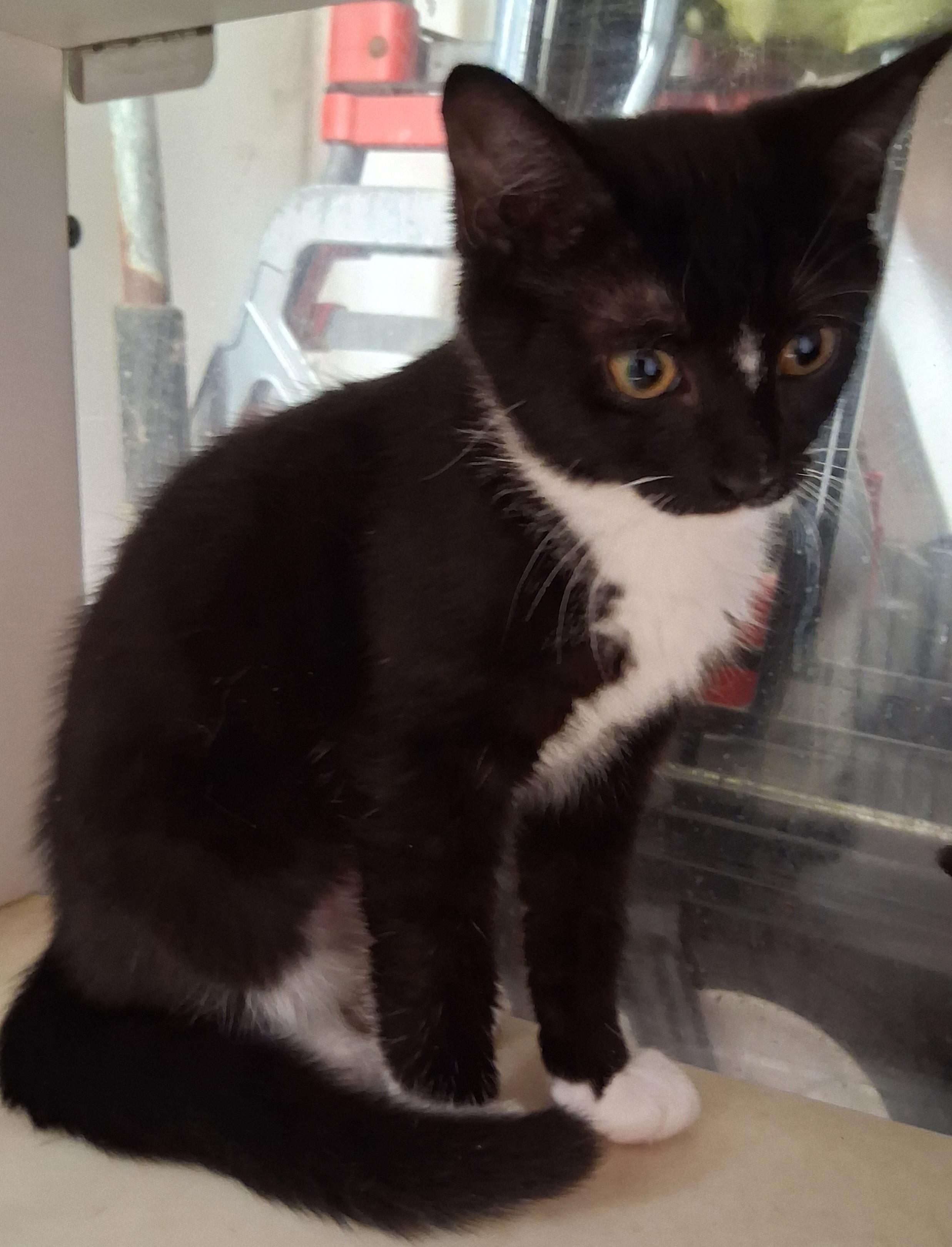 Bonnie and Clyde, a ADOPTABLE Domestic Short Hair in Bear, DE image 2/3