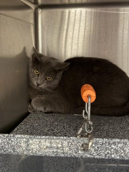 Enlarge Cranberry, a Adoptable mixed breed in North Richland Hills, TX image 1/1