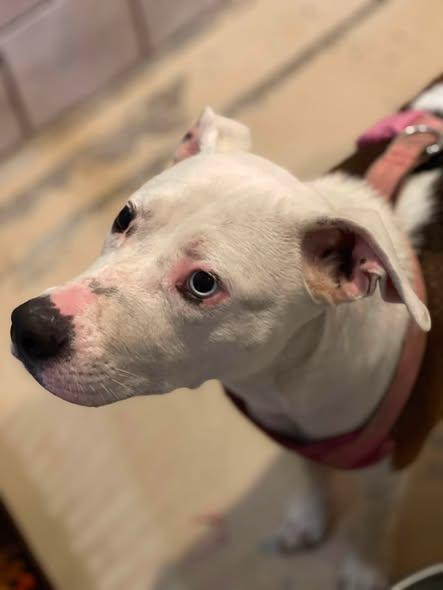 Dolly, a ADOPTABLE mixed breed in North Kansas City, MO image 2/2