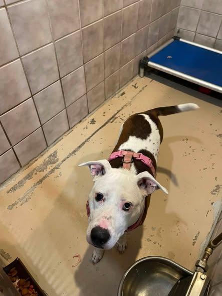 Dolly, ADOPTABLE, Young Female Pit Bull Terrier.
