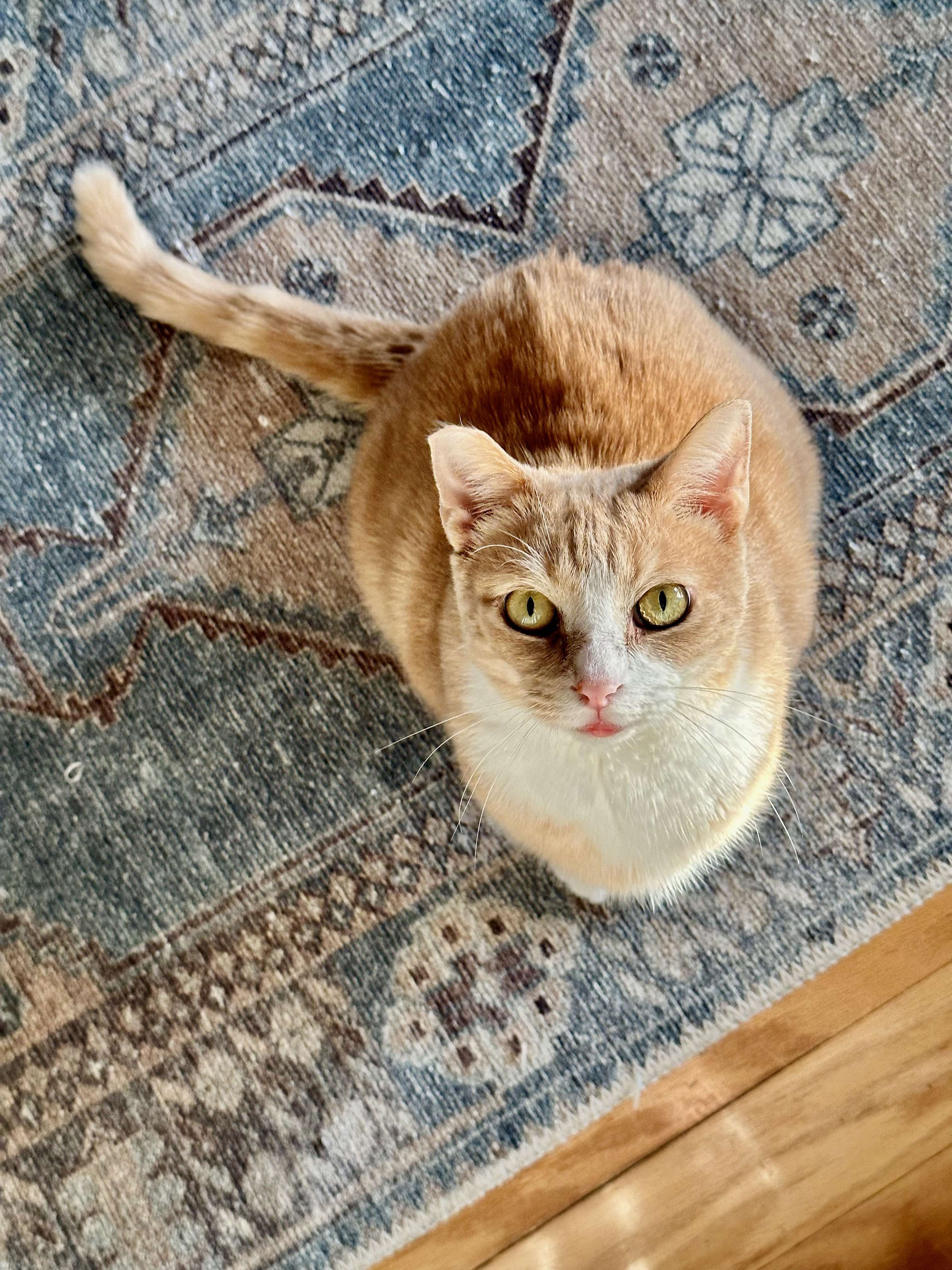 Enlarge Pearson, a Adoptable mixed breed in Charlotte, NC image 11/12