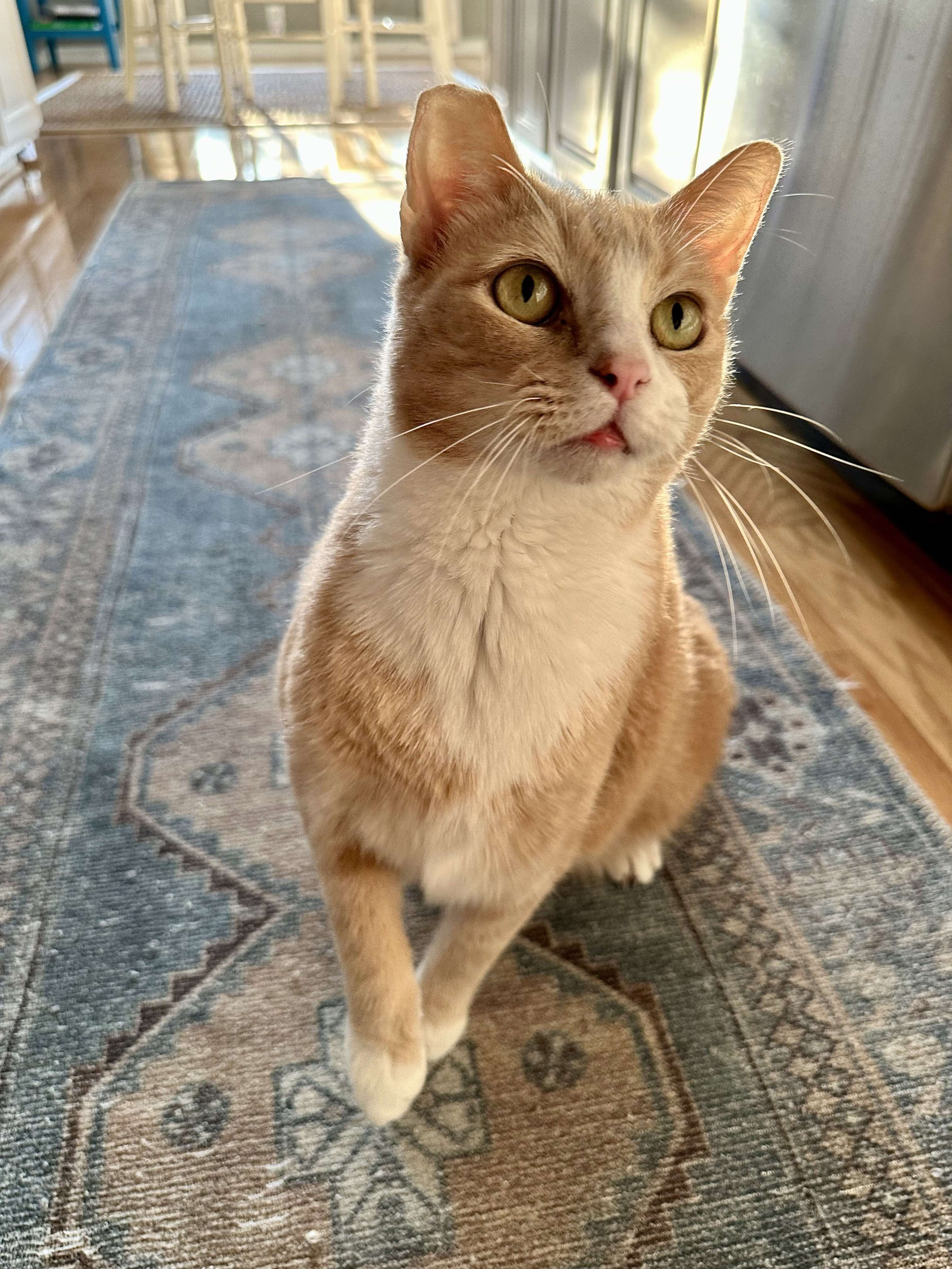 Pearson, Adoptable, Adult Male Tabby & Domestic Short Hair.