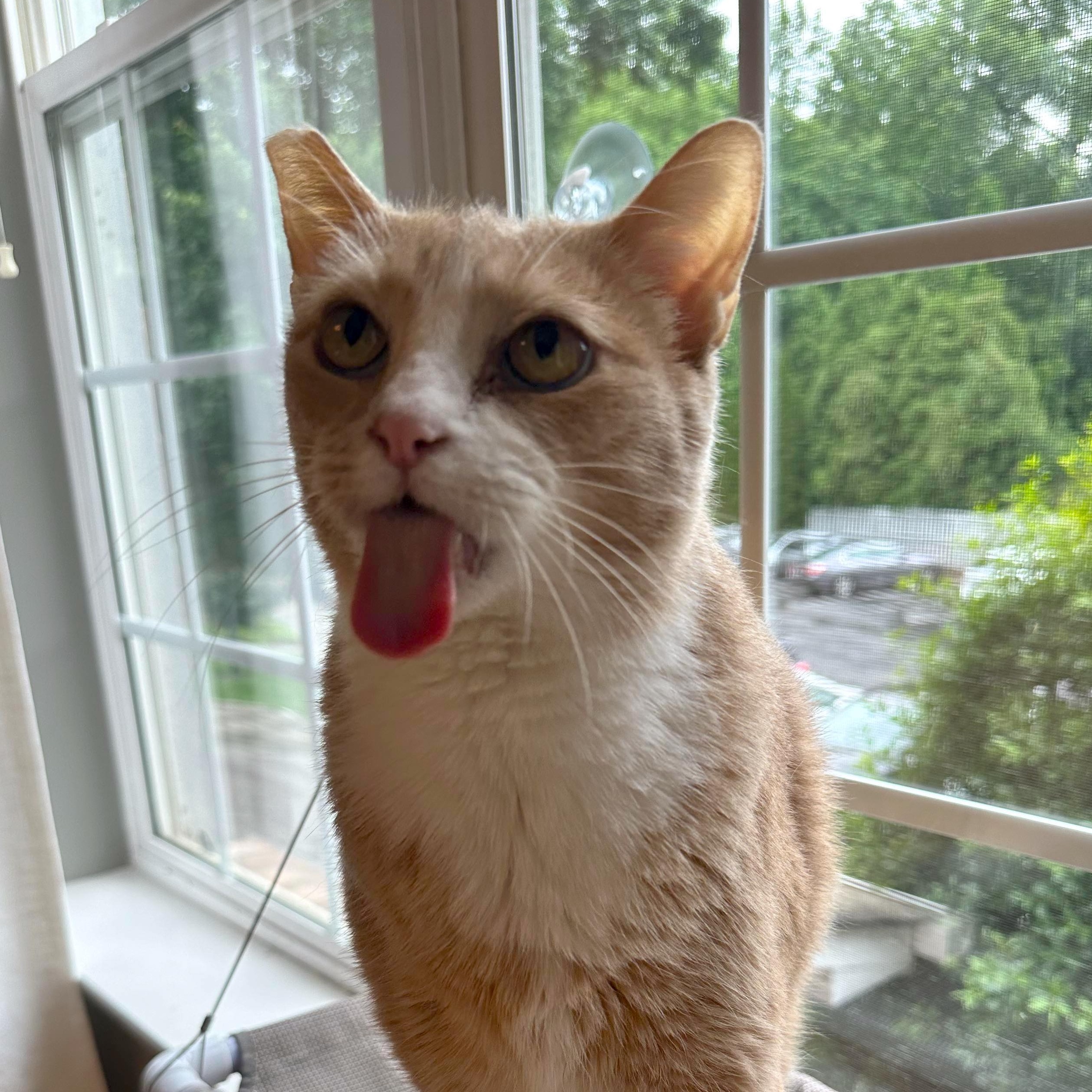 Enlarge Pearson, a Adoptable mixed breed in Charlotte, NC image 8/12