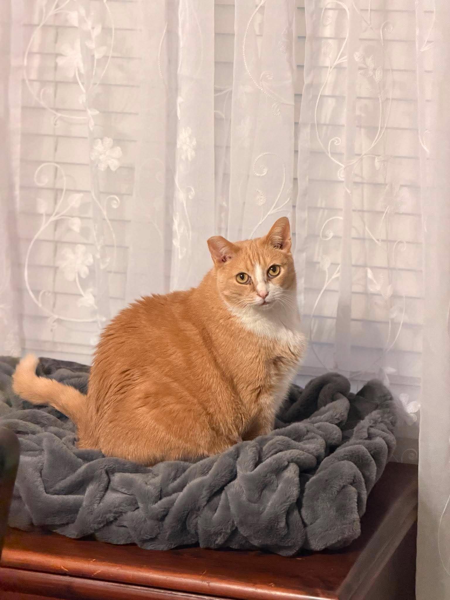 Pearson, Adoptable, Adult Male Tabby & Domestic Short Hair.