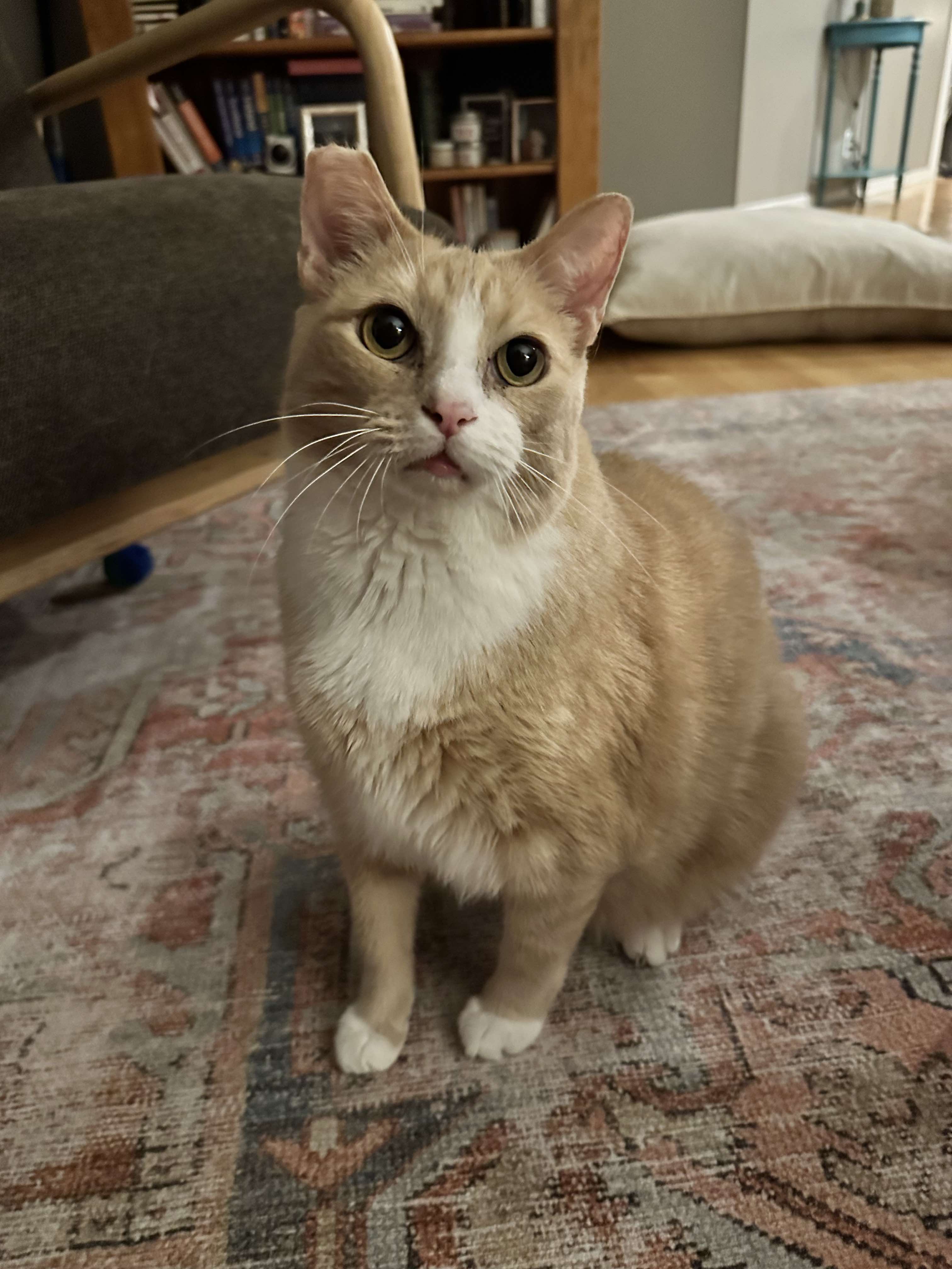 Enlarge Pearson, a Adoptable mixed breed in Charlotte, NC image 10/12