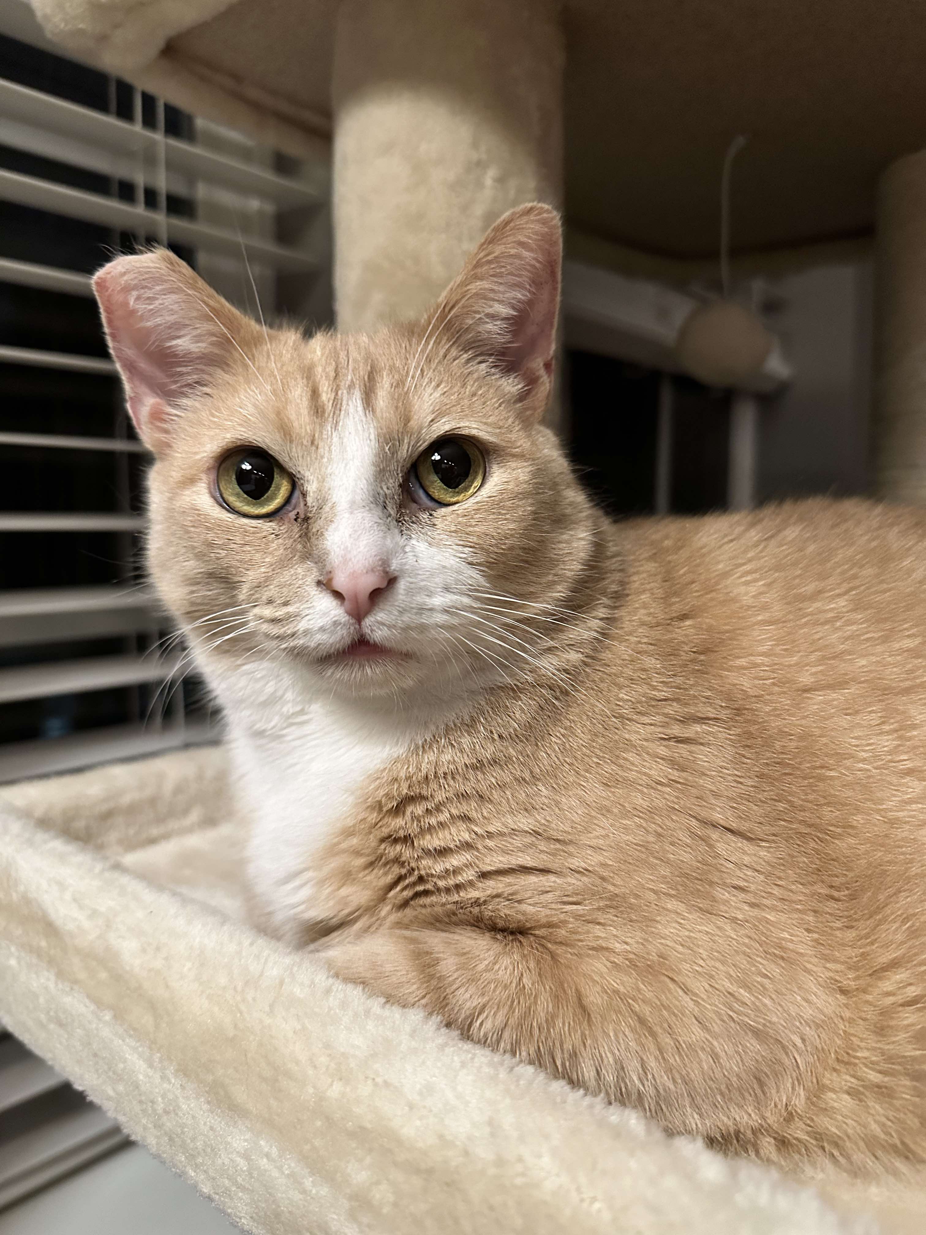 Enlarge Pearson, a Adoptable mixed breed in Charlotte, NC image 12/12