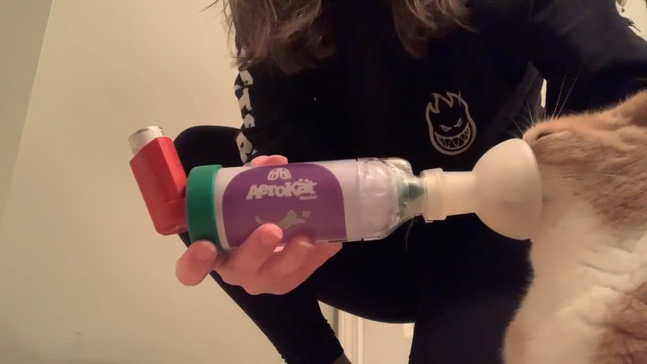 Enlarge Pearson, a Adoptable mixed breed in Charlotte, NC video 9/12