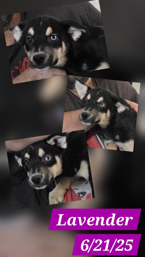 Enlarge Lavender, an adopted mixed breed in Fort Stockton, TX image 1/1