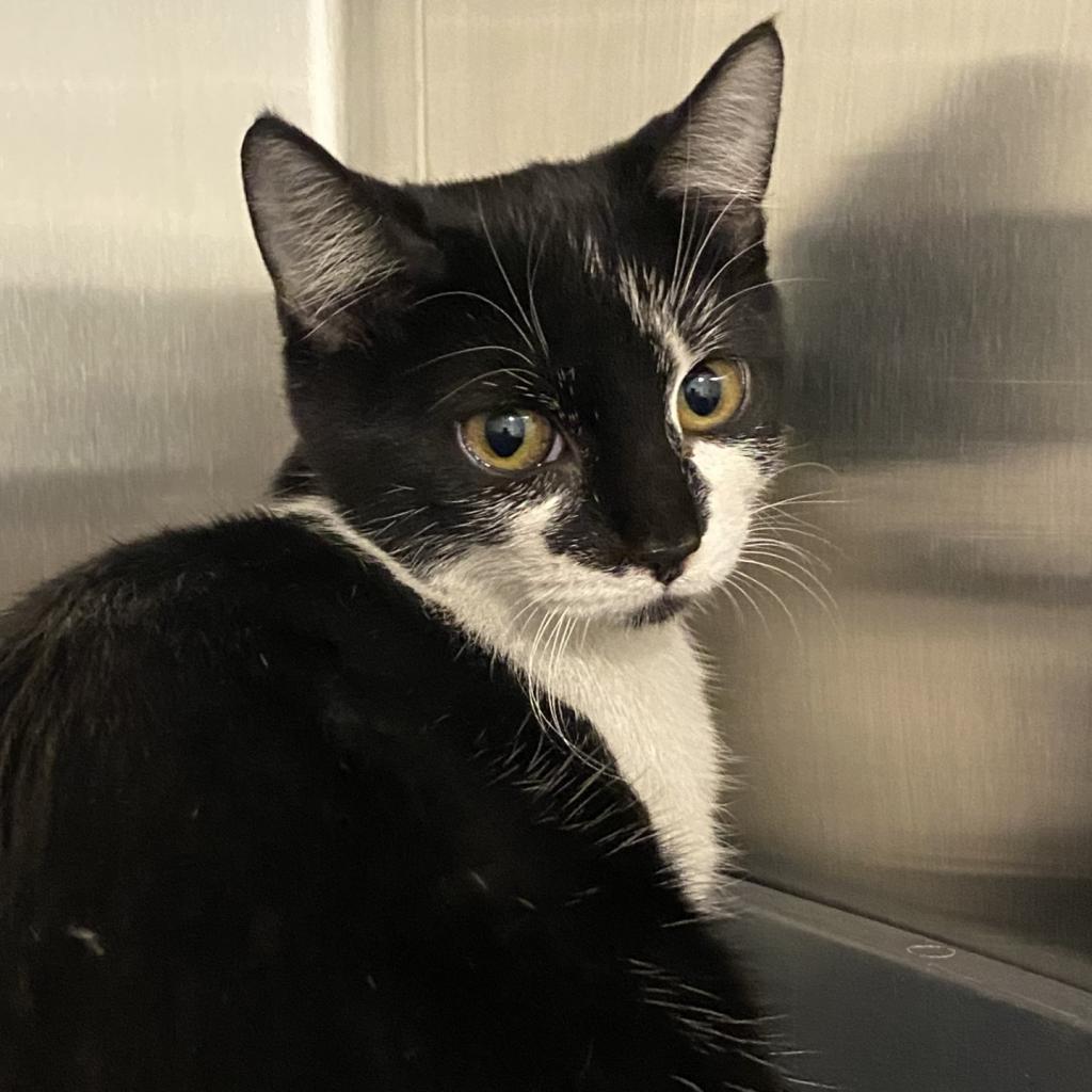 Mapache — thumbnail 2