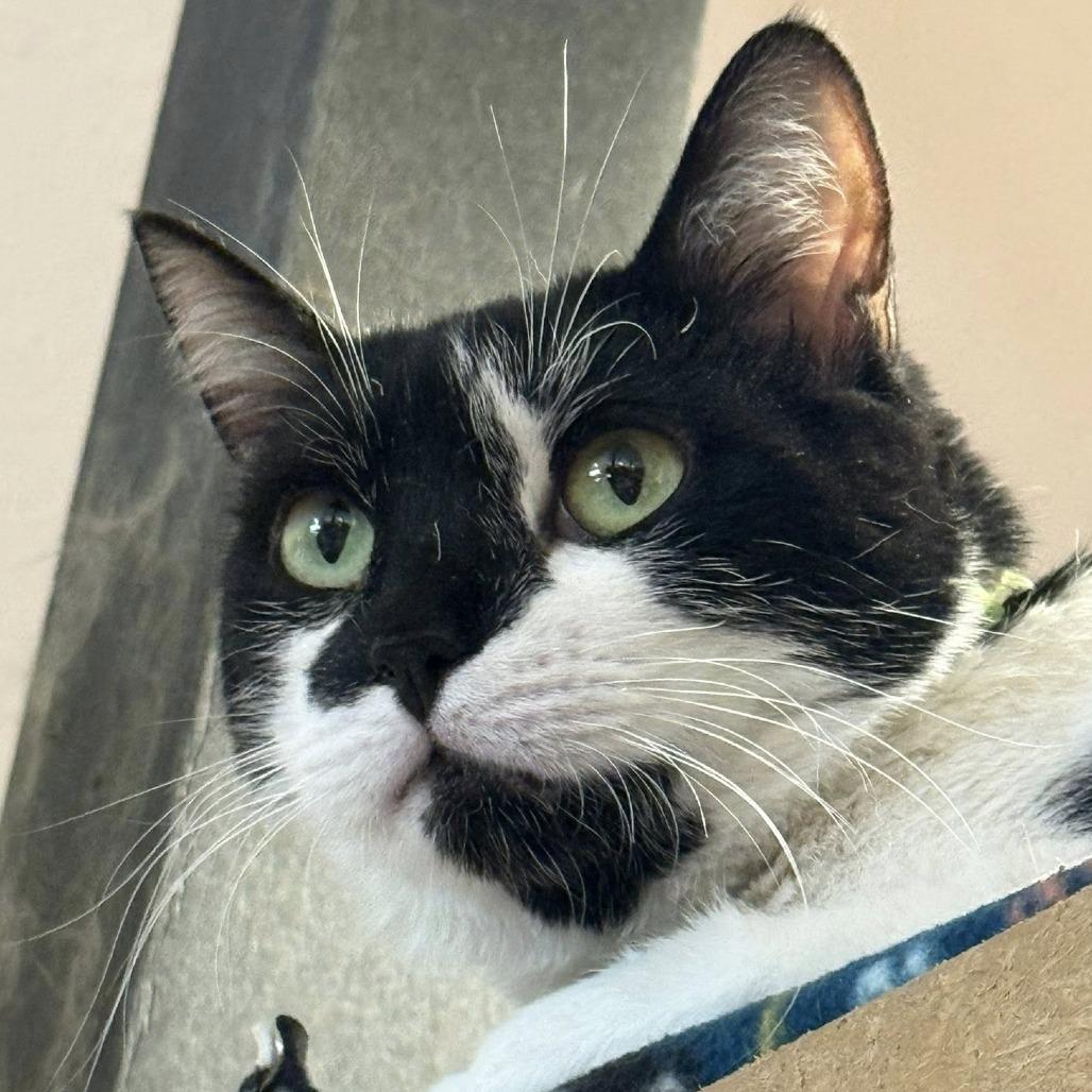 Mapache — thumbnail 3