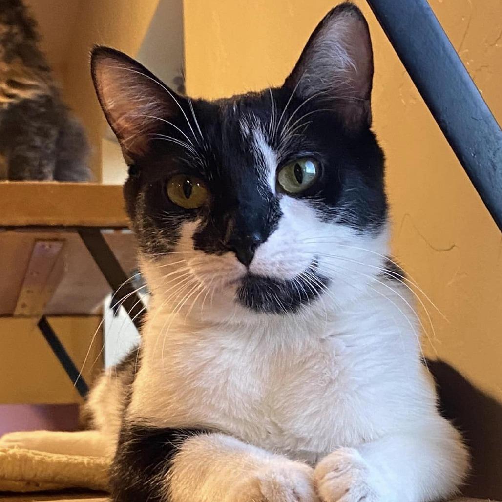 Mapache — thumbnail 4