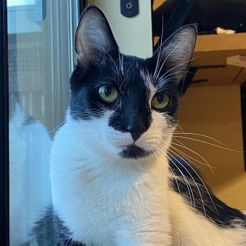 Mapache — thumbnail 5