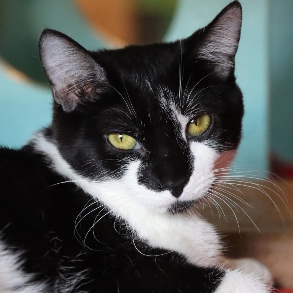 Mapache — thumbnail 6