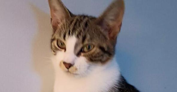 Enlarge Runt, a Adoptable mixed breed in Wendell, NC image 1/6