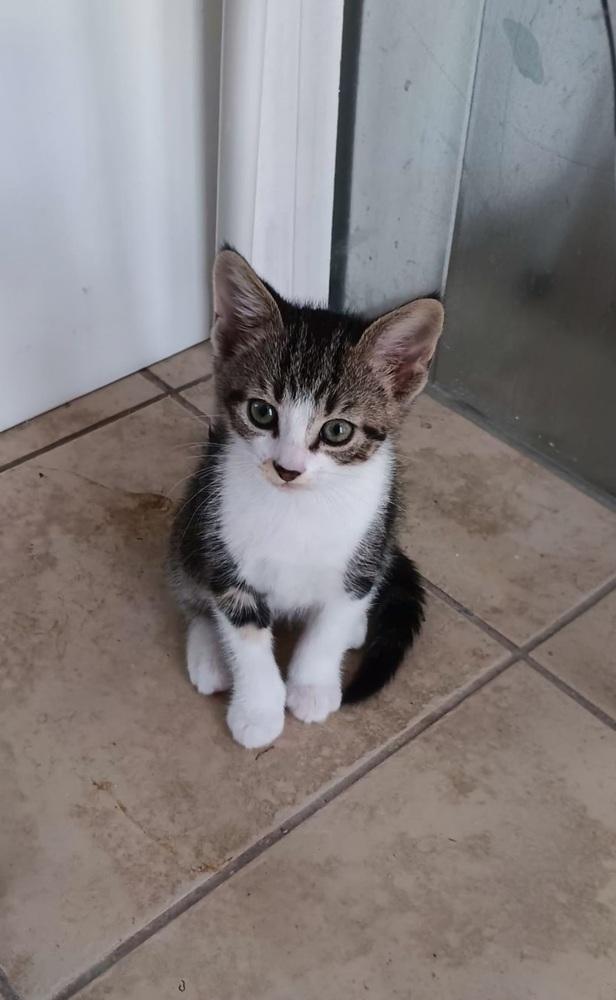 Enlarge Runt, a Adoptable Domestic Short Hair in Wendell, NC image 1/4
