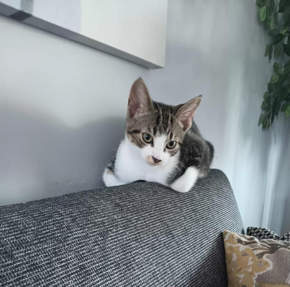 Enlarge Runt, a Adoptable Domestic Short Hair in Wendell, NC image 3/4