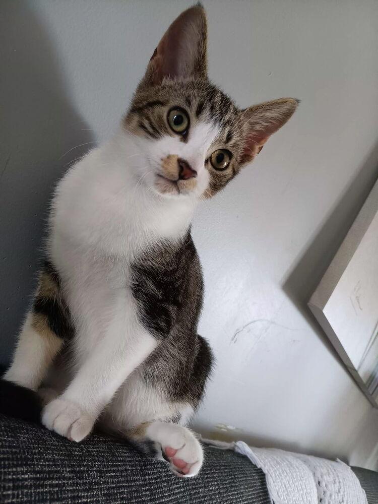 Enlarge Runt, a Adoptable Domestic Short Hair in Wendell, NC image 4/4