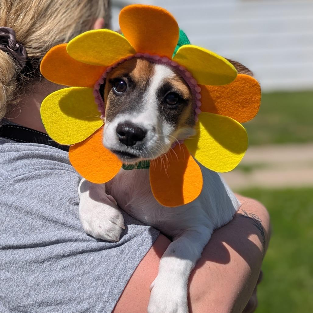 Spritz, adoptable, Puppy Male Mixed Breed.