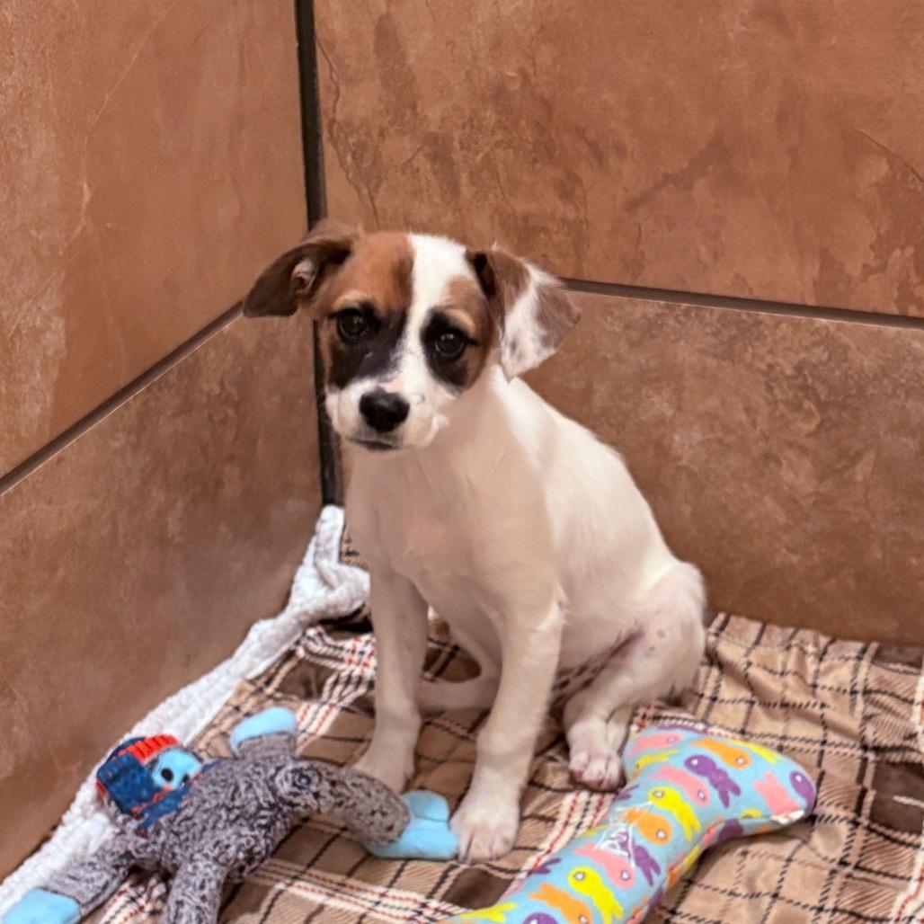 Spritz, an adoptable Mixed Breed in Fenton, MI image 2/2