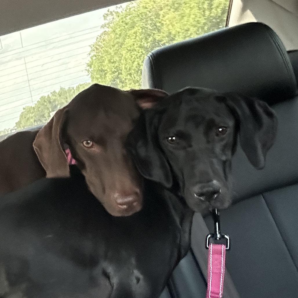 Nova, Adoptable, Adult Female German Shorthaired Pointer.