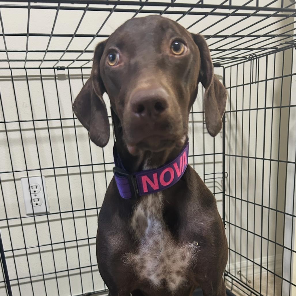 Nova, a Adoptable German Shorthaired Pointer in Sarasota, FL image 1/6
