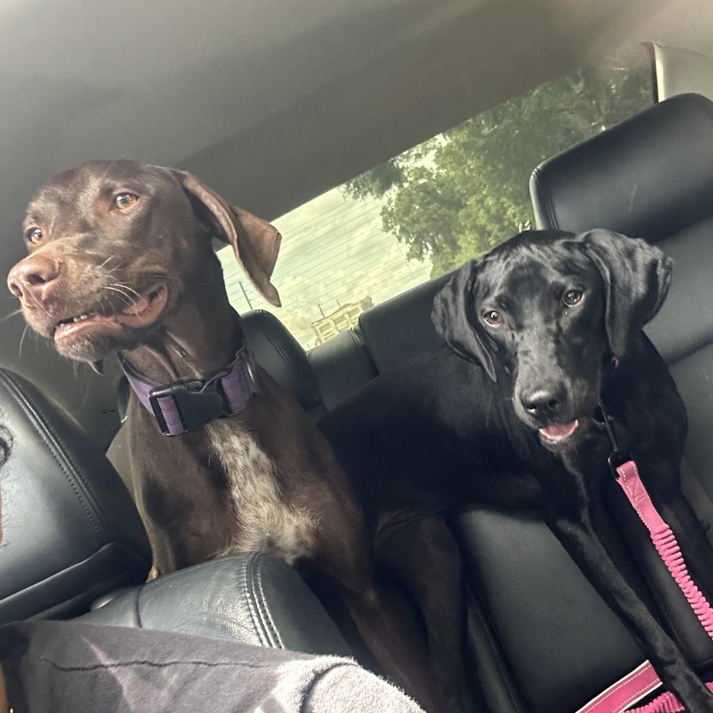 Nova, a Adoptable German Shorthaired Pointer in Sarasota, FL image 2/6