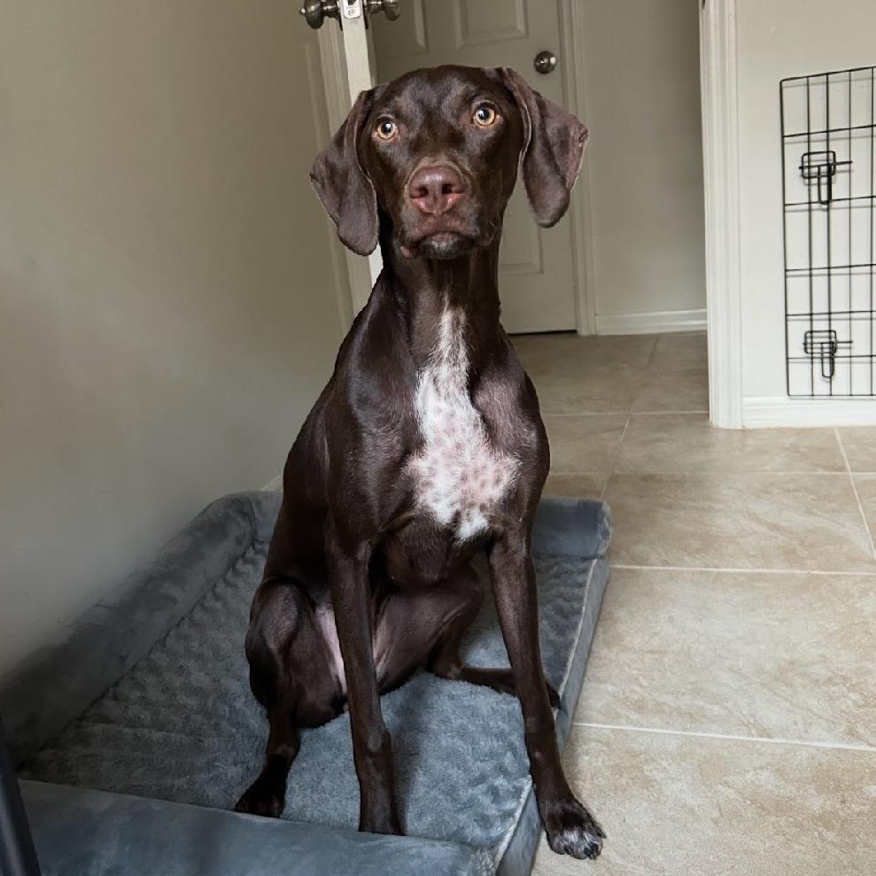 Nova, a Adoptable German Shorthaired Pointer in Sarasota, FL image 3/6