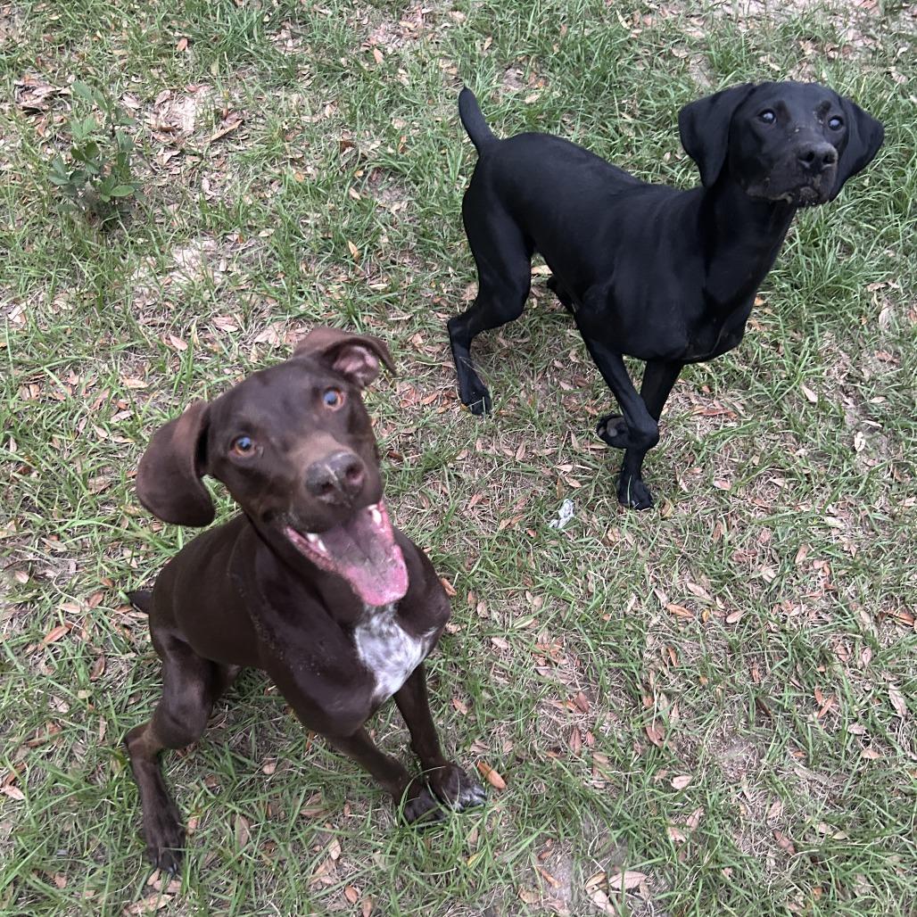 Nova, a Adoptable German Shorthaired Pointer in Sarasota, FL image 4/6