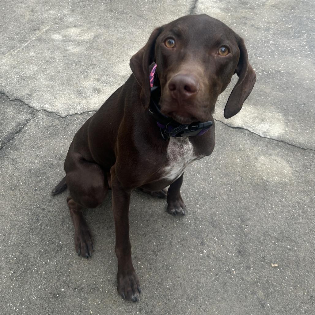 Nova, a Adoptable German Shorthaired Pointer in Sarasota, FL image 5/6