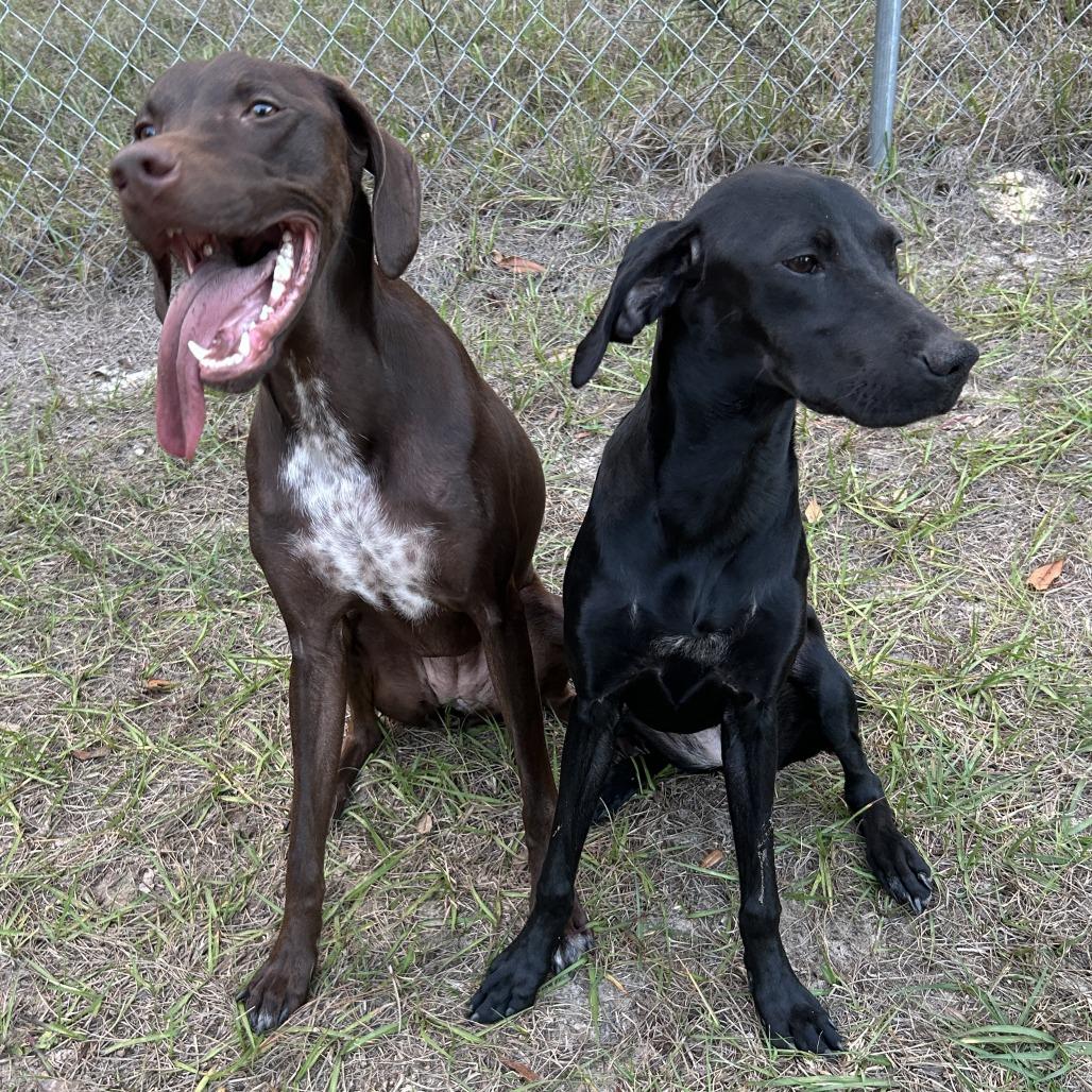 Nova, a Adoptable German Shorthaired Pointer in Sarasota, FL image 6/6