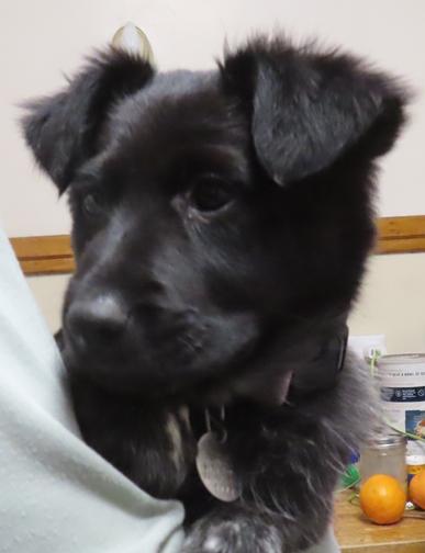 Enlarge Laurel, a ADOPTABLE mixed breed in Saint Paul, MN image 2/4