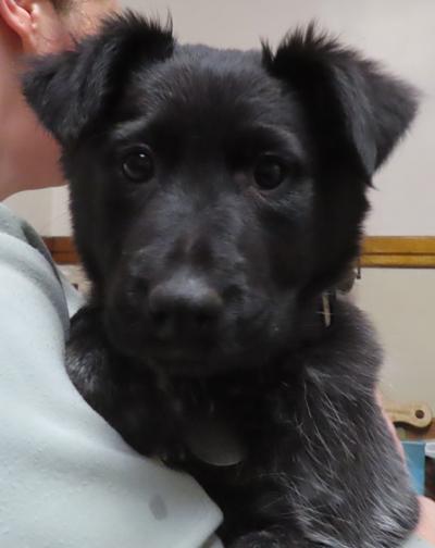 Enlarge Laurel, a ADOPTABLE mixed breed in Saint Paul, MN image 3/4