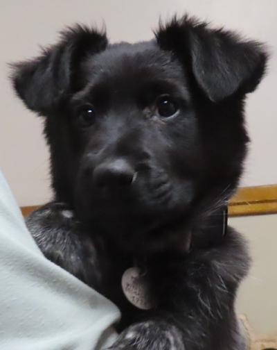 Enlarge Laurel, a ADOPTABLE mixed breed in Saint Paul, MN image 1/4