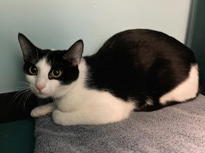 Cerelia, Adoptable, Adult Female Domestic Short Hair & Domestic Short Hair.