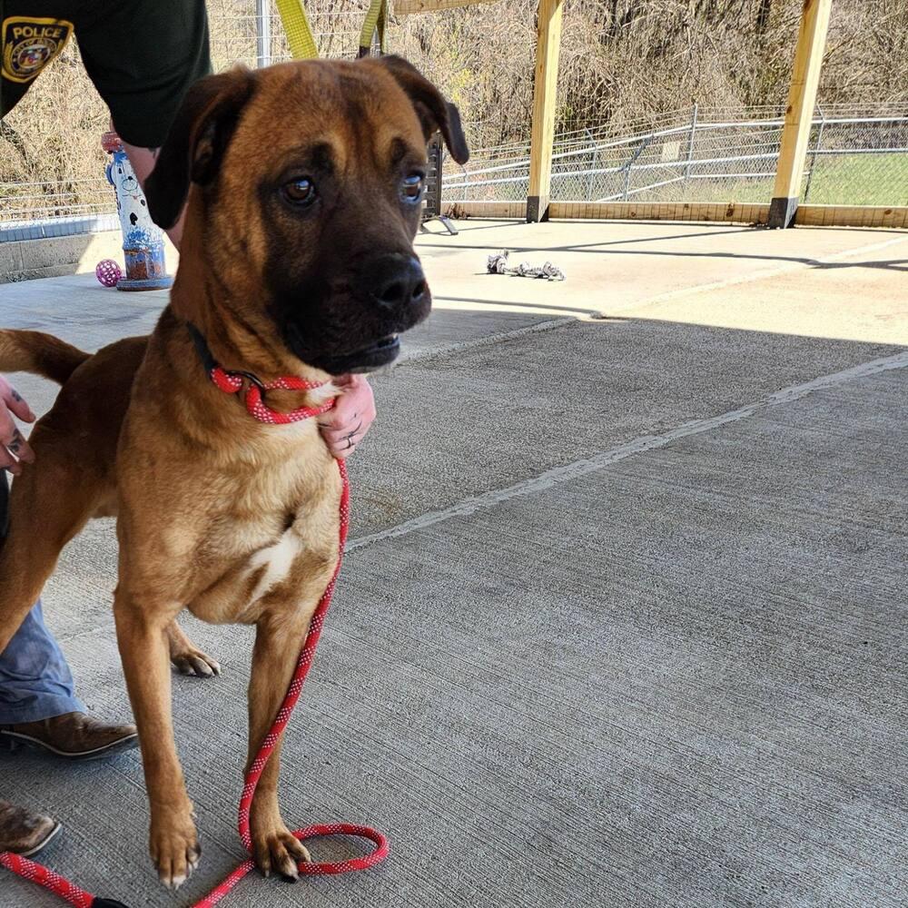Enlarge Ernie, a Adoptable mixed breed in Bolivar, MO image 1/1