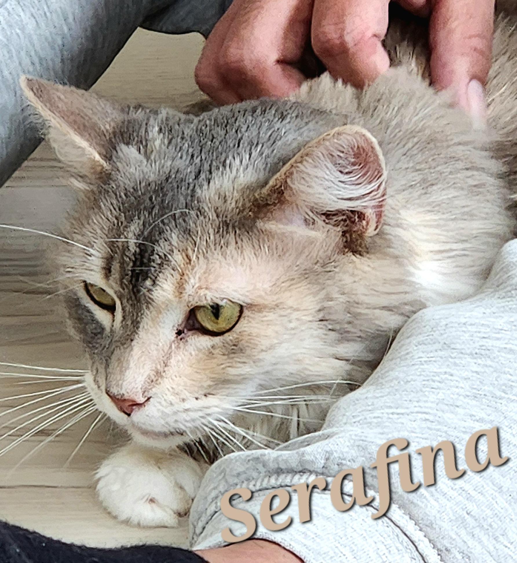 Serafina, Adoptable, Adult Female Dilute Calico.