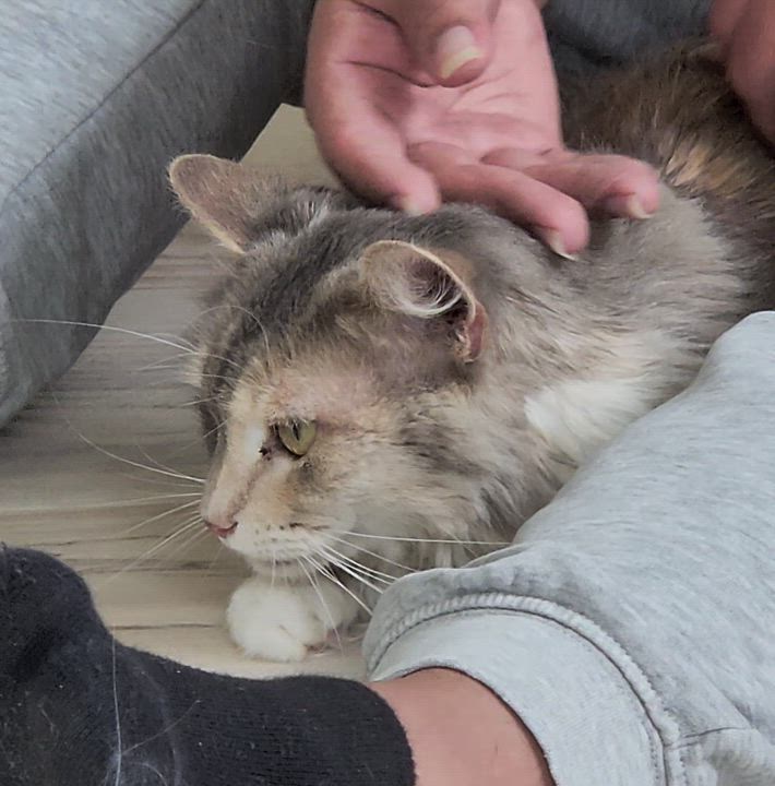 Enlarge Serafina, a Adoptable Dilute Calico in Monrovia, CA video 3/4