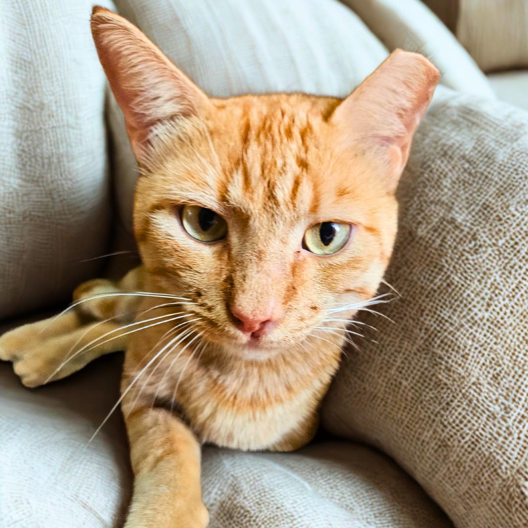 David – The Foodie Socialite with Zero Litter Box Etiquette, Adoptable, Adult Male Domestic Short Hair & Tabby.