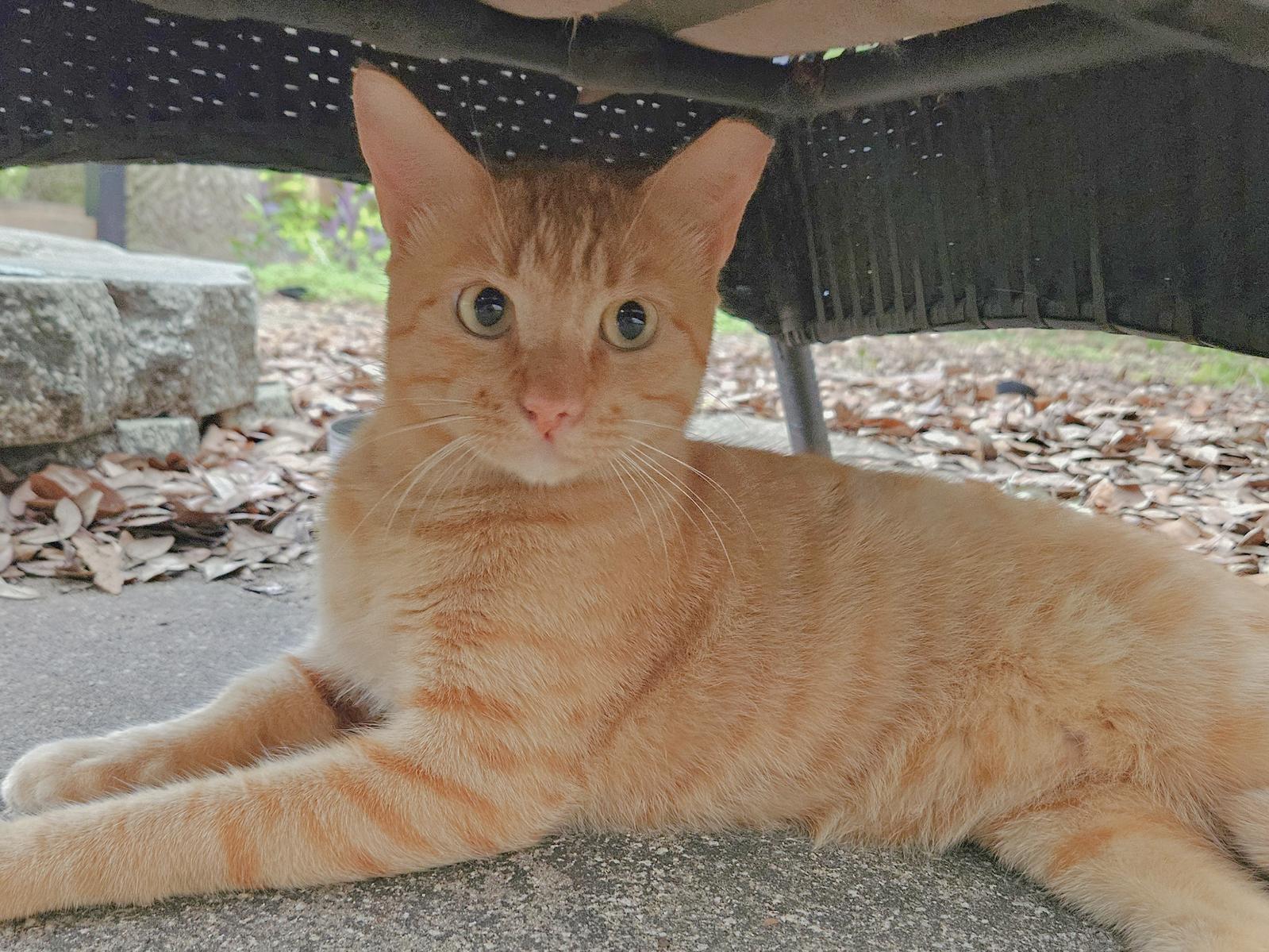 Enlarge David – The Foodie Socialite with Zero Litter Box Etiquette, a Adoptable mixed breed in Temple Terrace, FL image 2/2