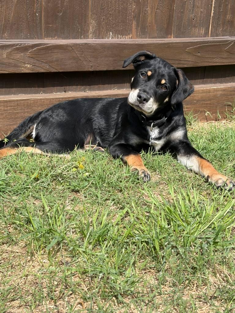 Enlarge Solomon, a ADOPTABLE Terrier in Colleyville, TX image 4/6