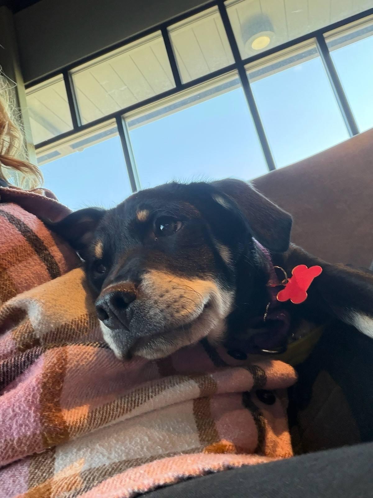 Enlarge Solomon, a ADOPTABLE Terrier in Colleyville, TX image 3/6