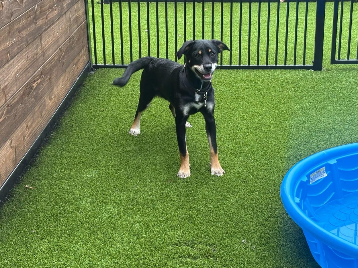 Enlarge Solomon, a ADOPTABLE Terrier in Colleyville, TX image 6/6