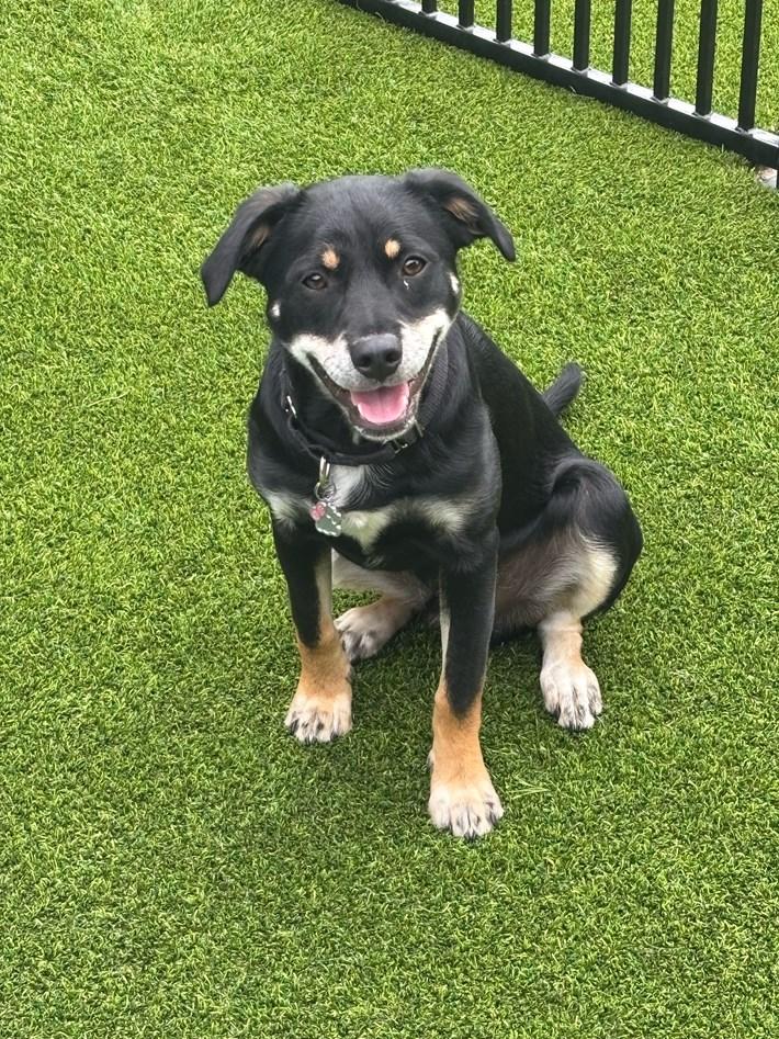 Enlarge Solomon, a ADOPTABLE Terrier in Colleyville, TX image 5/6