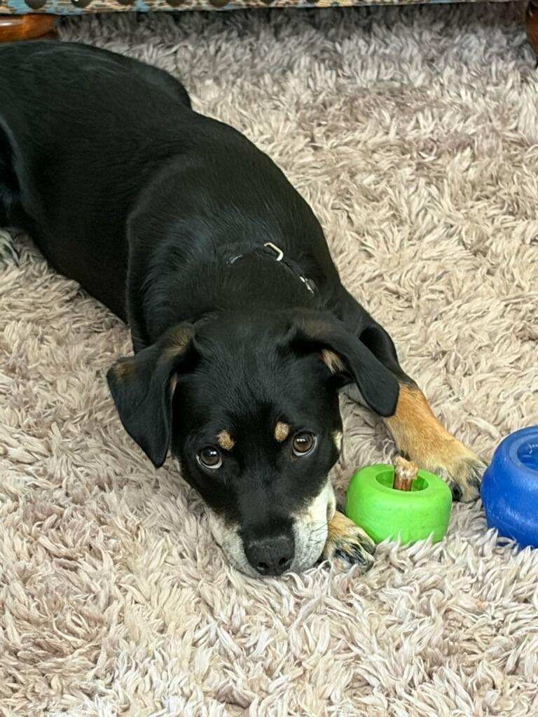 Enlarge Solomon, a ADOPTABLE Terrier in Colleyville, TX image 2/6