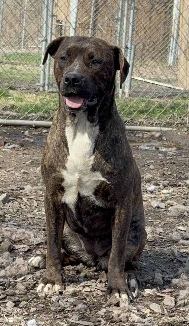 Enlarge Maggie, an adopted Mixed Breed in New Windsor, NY image 2/2