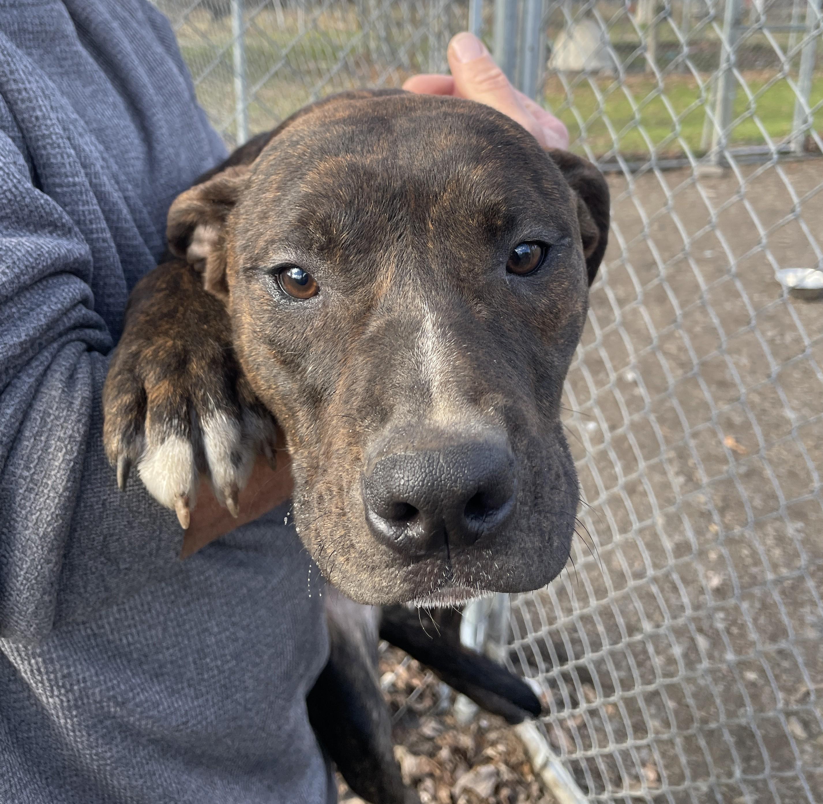 Enlarge Maggie, an adopted Mixed Breed in New Windsor, NY image 1/2