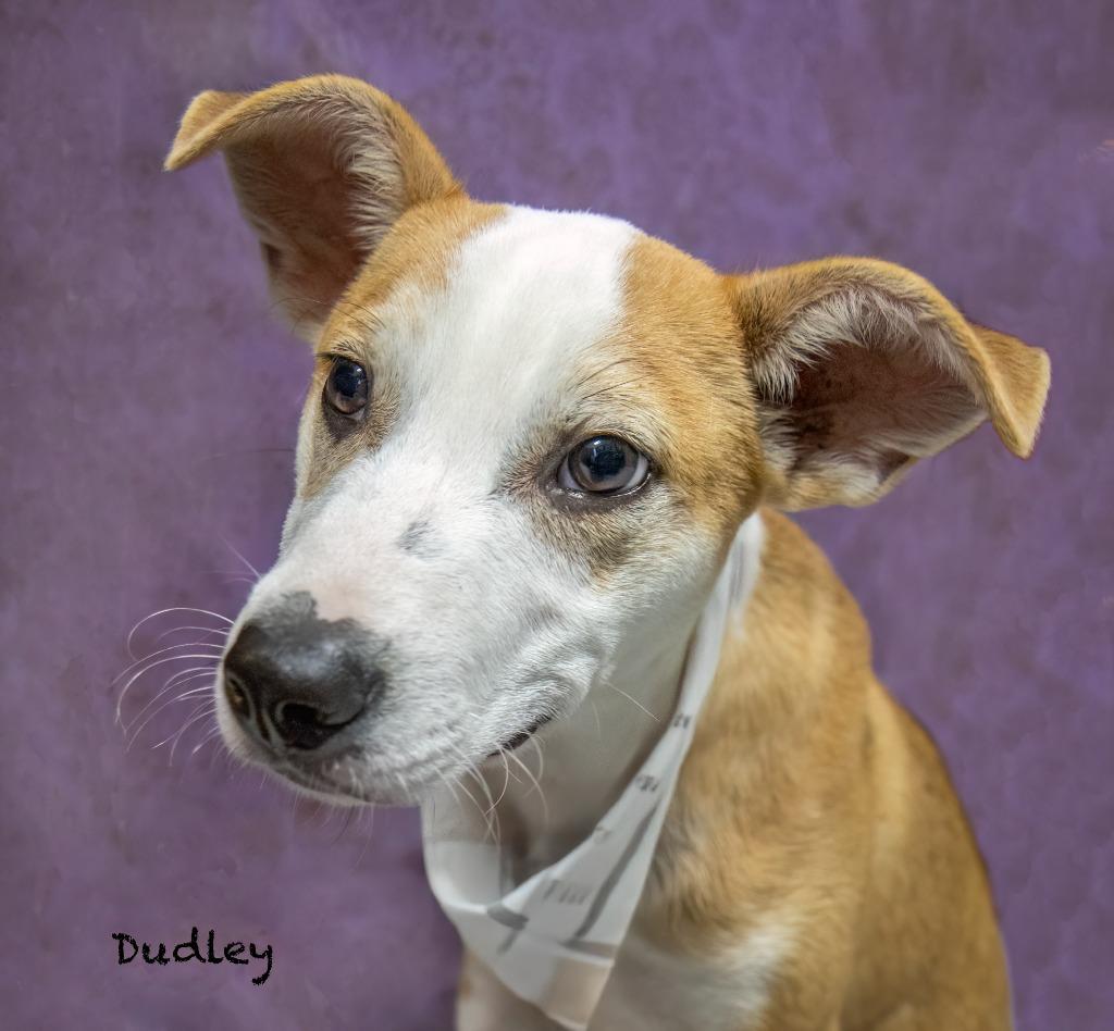 Dudley, a Adoptable mixed breed in Hot Springs Village, AR image 1/5